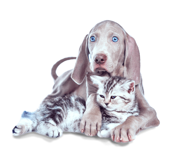 grafica per allevamenti gatto cane logo biglietti da visita gadget locandine immagini social